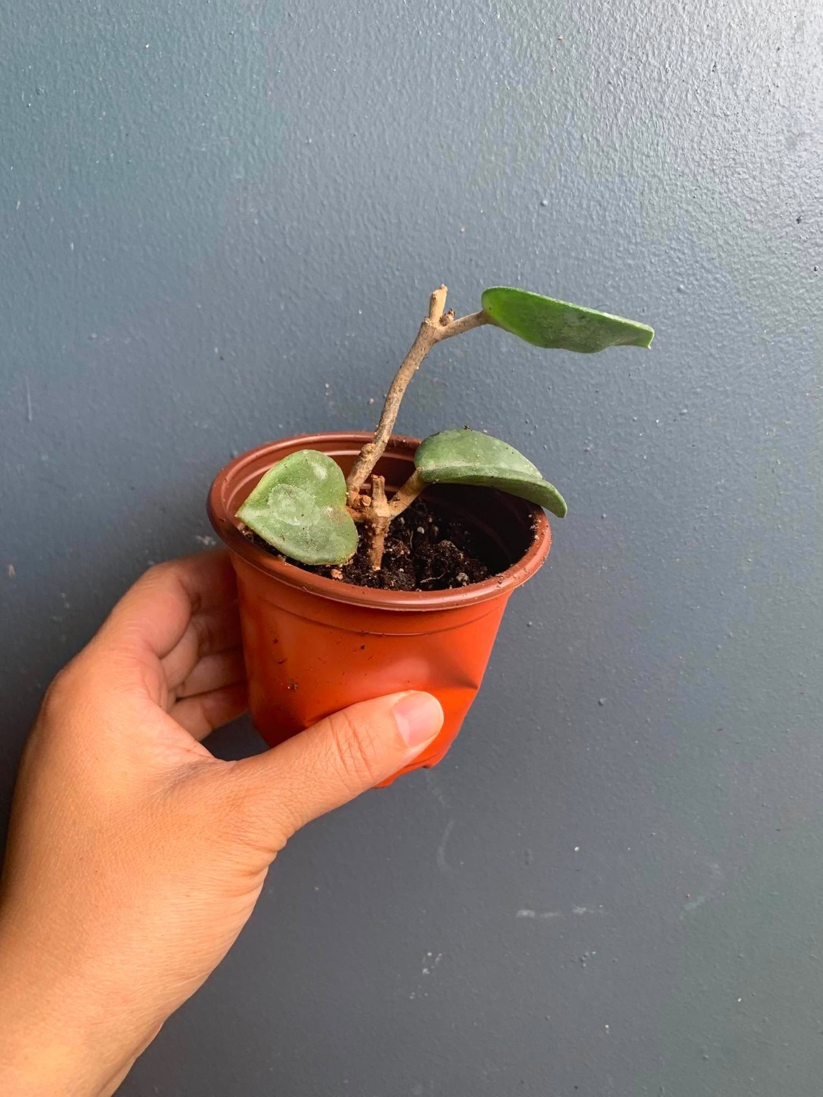 Live Hoya Chelsea 3″ Pot Rooted Rare Wax Plant Pink Carnosa Gift Vining Plant