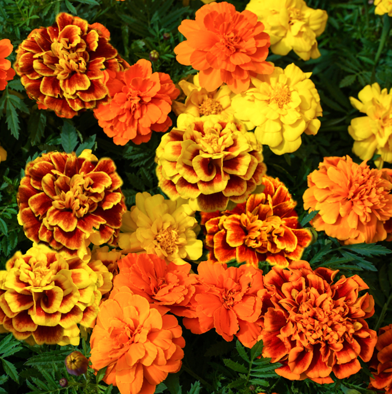 Sparky Mix French Marigold Seeds | Double Bicolor Flower Seed 2024 Fast Shipping