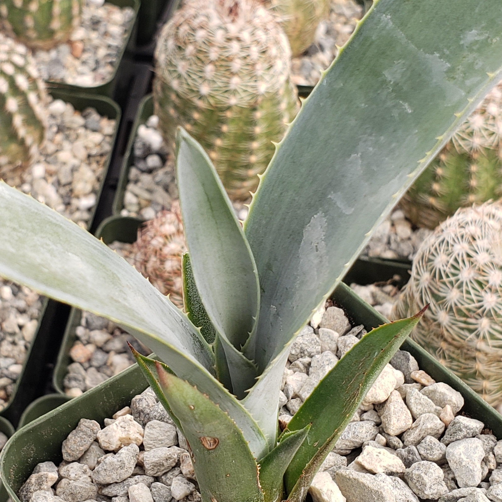 Blue agave – Agave Tequilana ‘Tequila Plant’ cactus Cacti Succulent real live pl