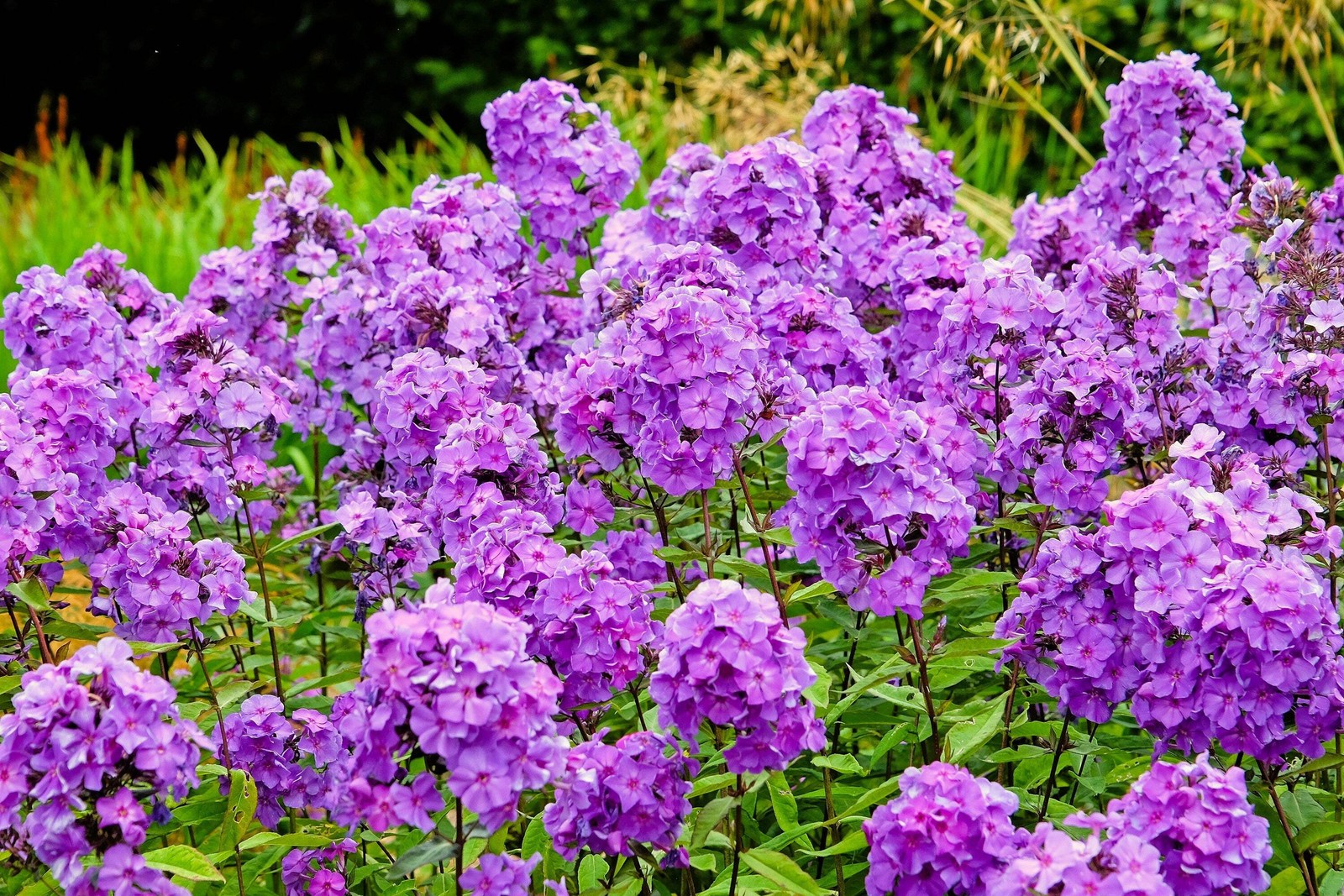 10 Tall PURPLE PHLOX Paniculata Garden Summer Native Hummingbird Flower Seeds