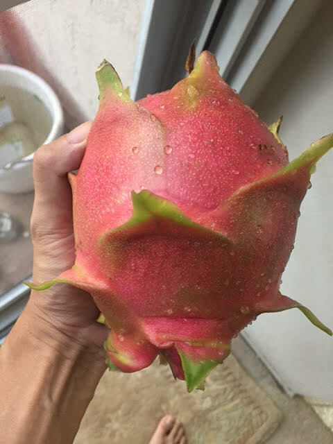Red Dragon Fruit 2 Cutting 9-14″. Purple Haze