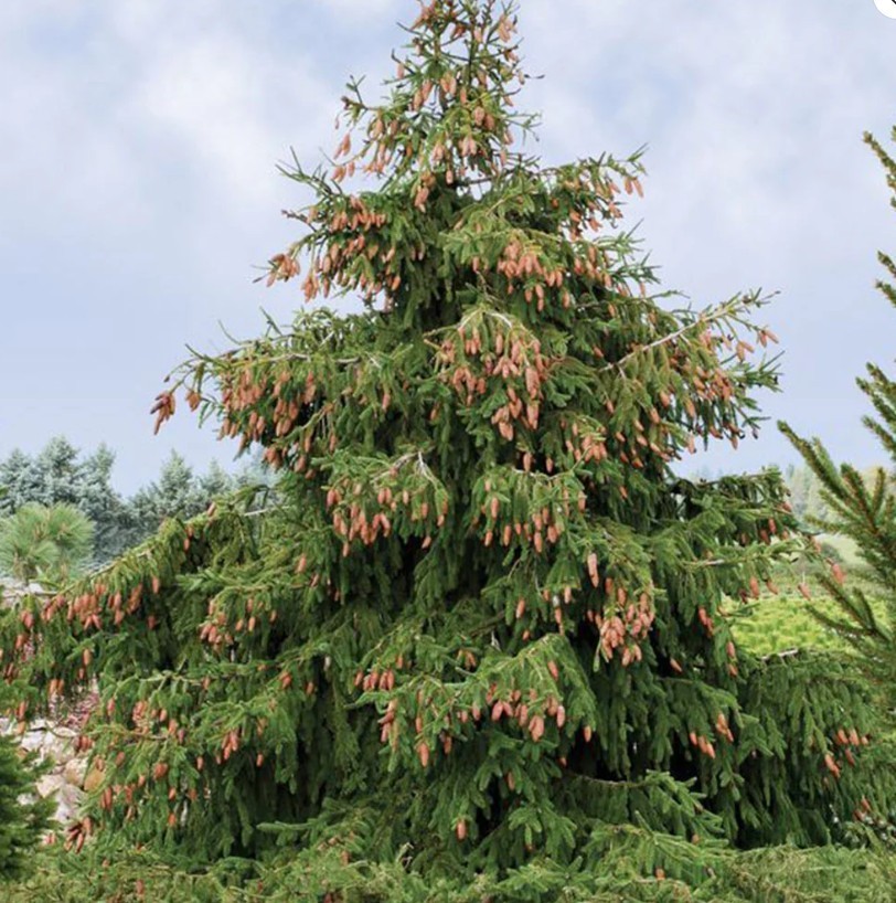 Red Cone Norway Spruce Tree in 3 Gal Pot Outdoor Evergreen Cold Hardy Tree