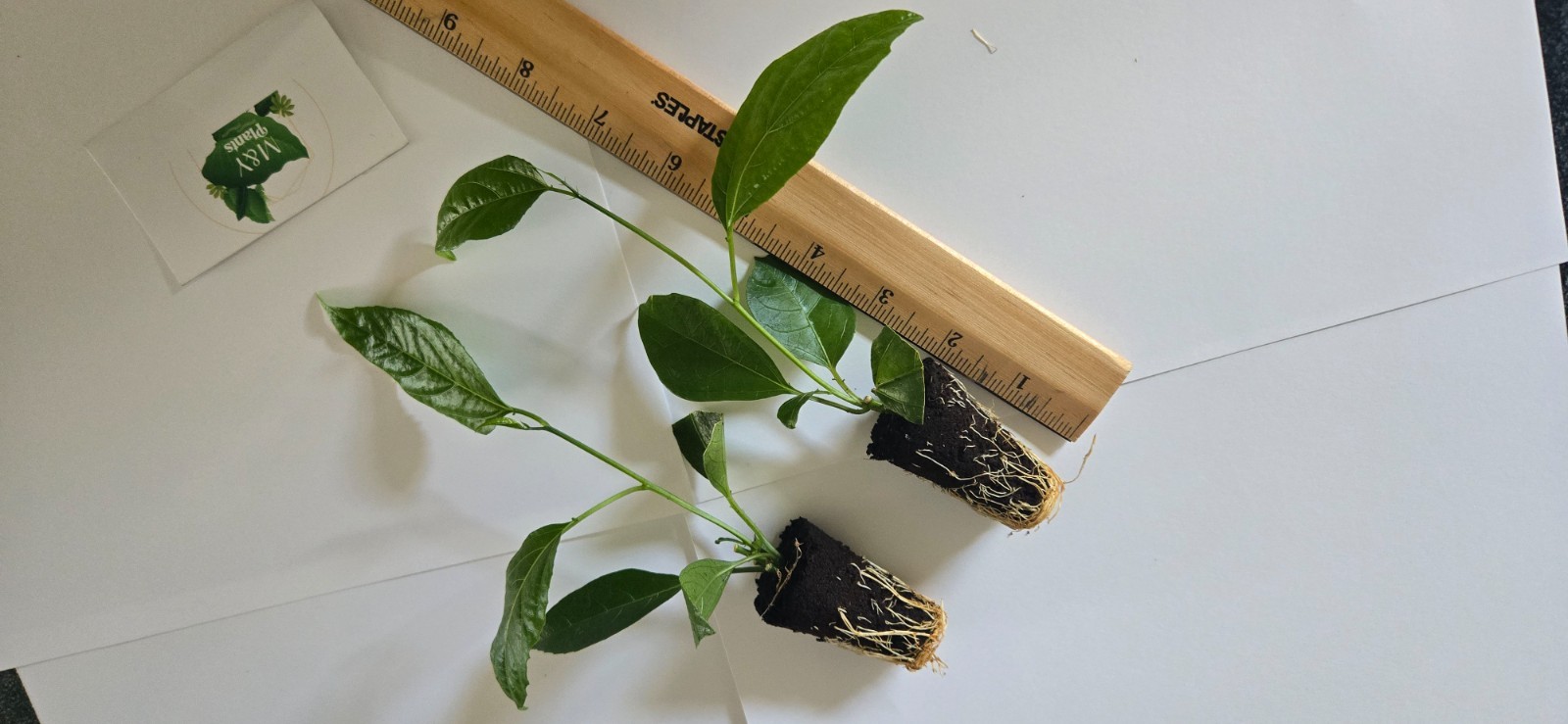 3-Passiflora edulis Possum Purple Passion Fruit – 3 Live Starter Plants