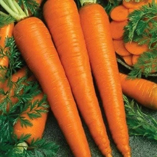 Carrot ‘Imperator 58’ | Daucus carota subsp. sativus| non-GMO Heirloom seeds 275