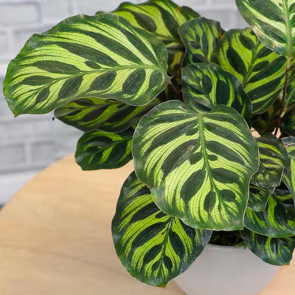 Calathea Makoyana Pet Friendly Prayer Plant Live Indoor Houseplant 6 In. Grower
