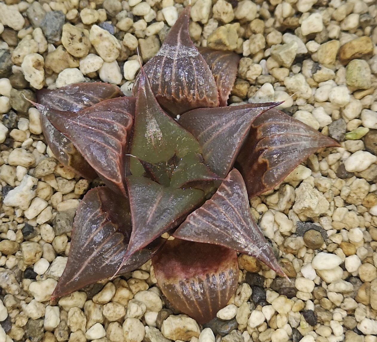 HW122 Haworthia badia ‘PINKY’, Phyto available