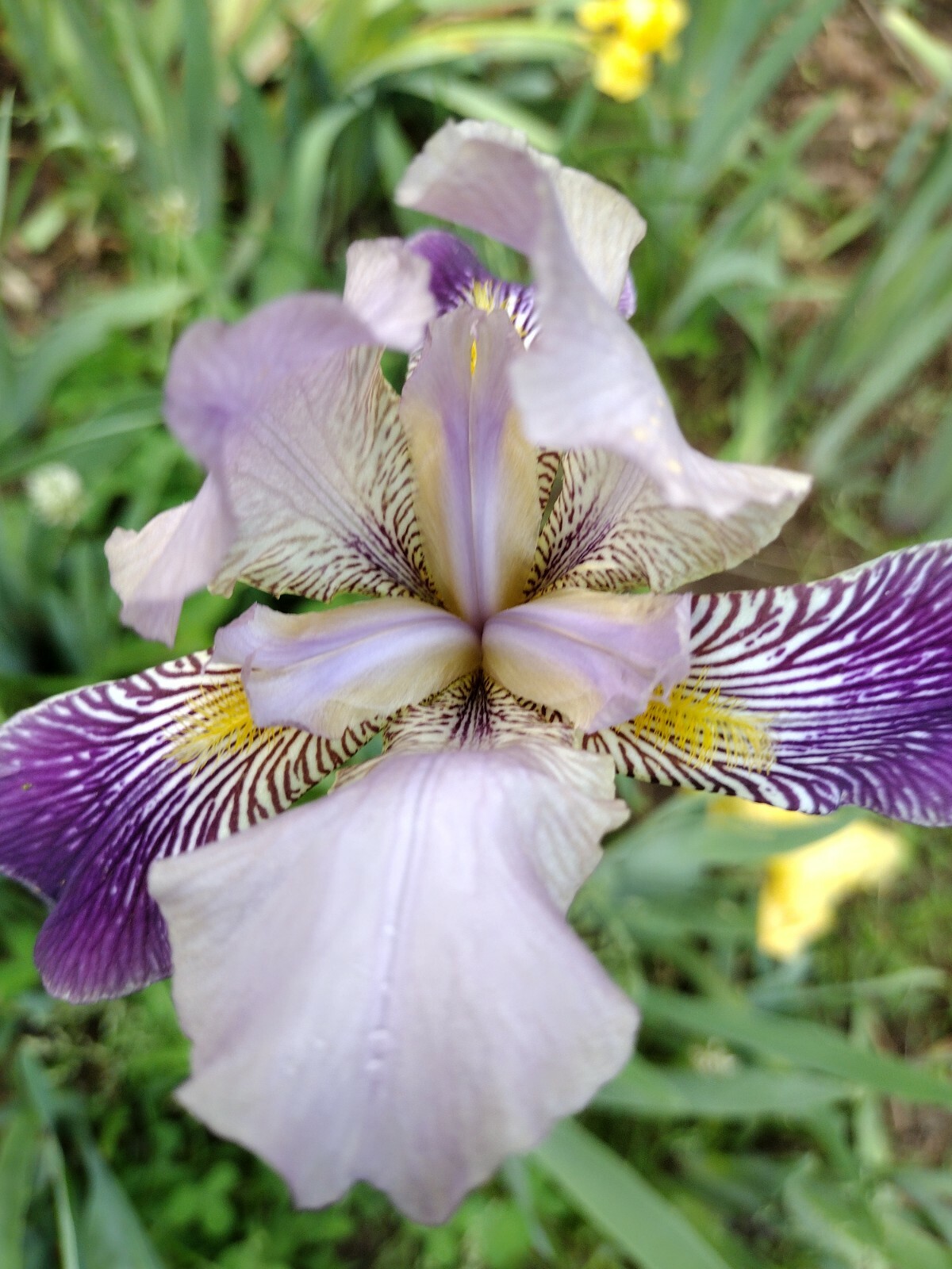 10x MIXED VARIETIES/COLORS IRIS BULBS RHIZOMES (Will BE TALL)