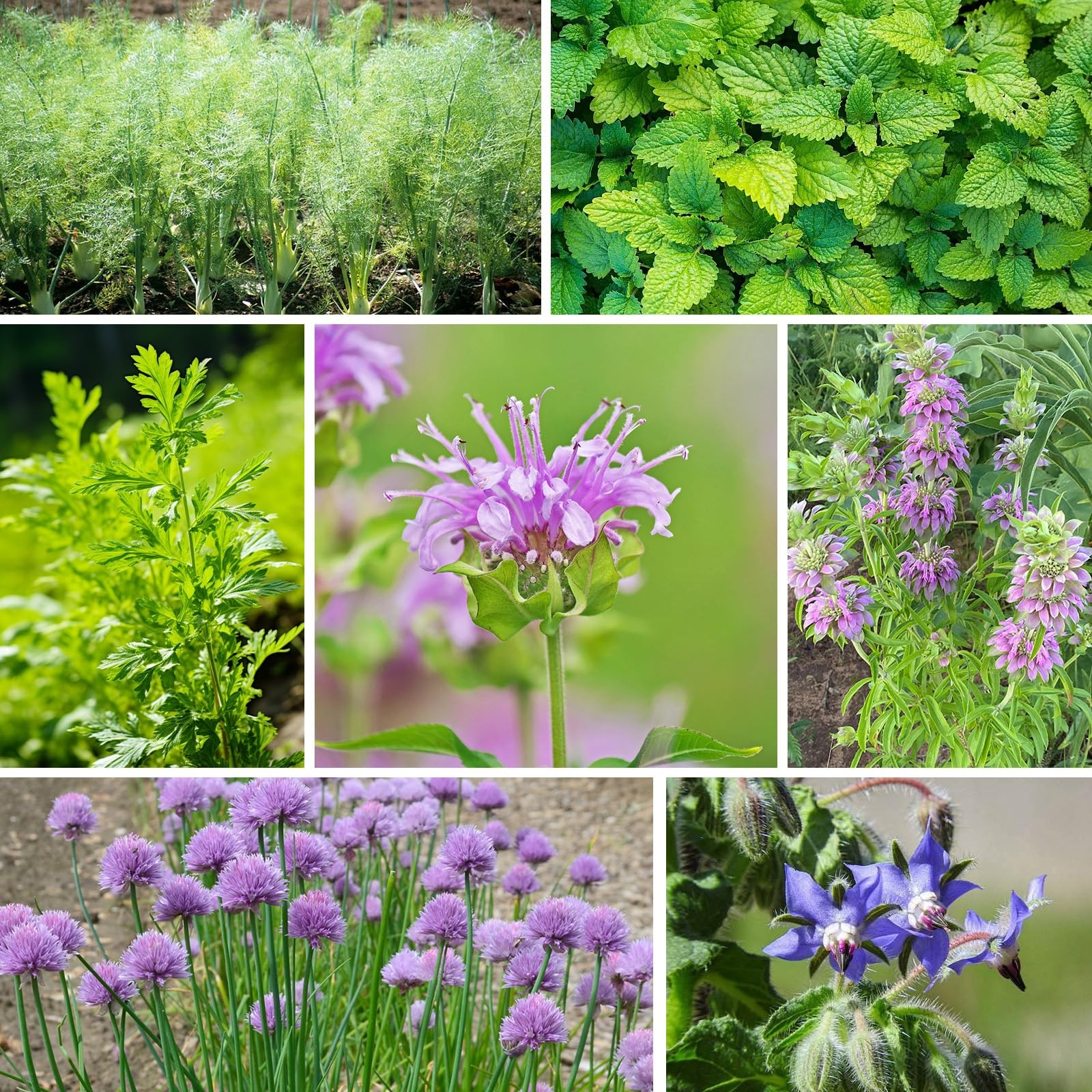15 Herb Seeds Variety Pack | 5,700+ Non-GMO Heirloom Seeds for Planting Indoo…