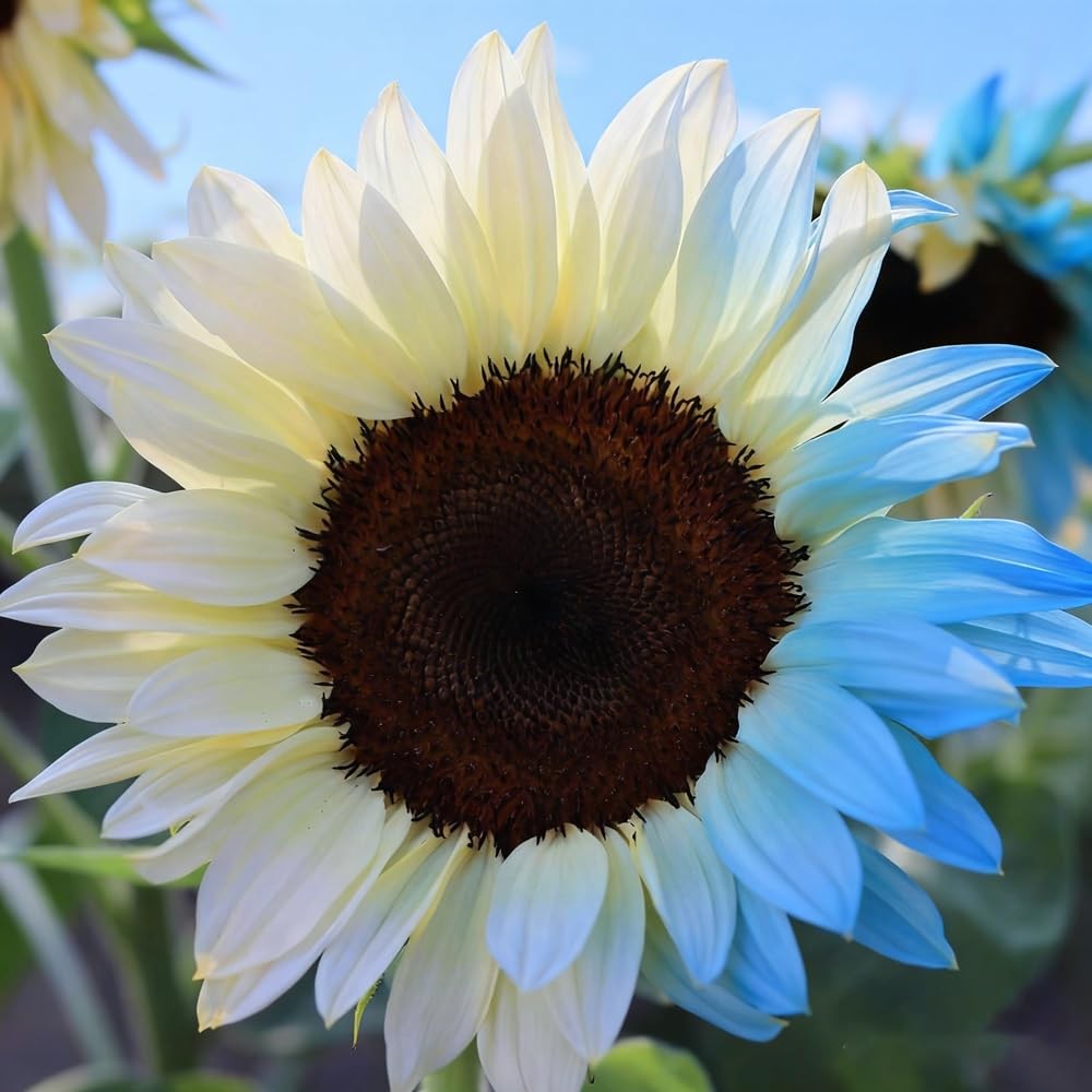 500+Mixed Sunflower Flower Seeds for Planting Outdoor Non-GMO Heirloom