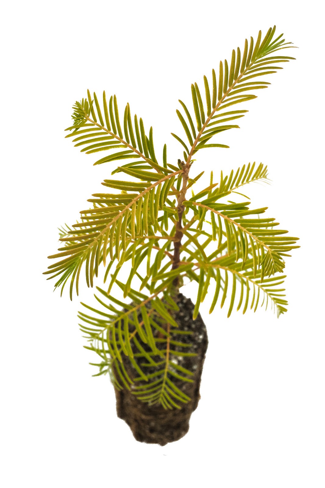Dawn Redwood | Lot of 30 Tree Seedlings | The Jonsteen Company