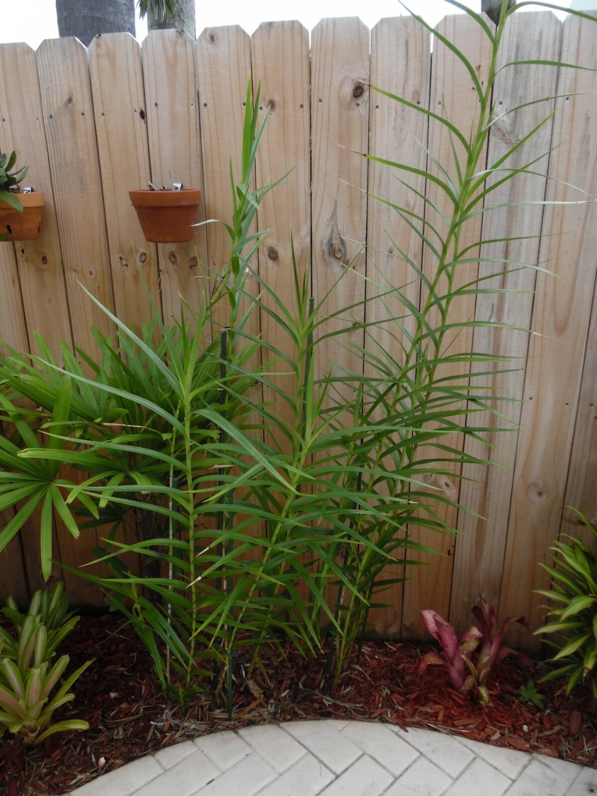 Arundina Graminifolia BAMBOO ORCHID one tropical plant pup offset *SUPER TALL*