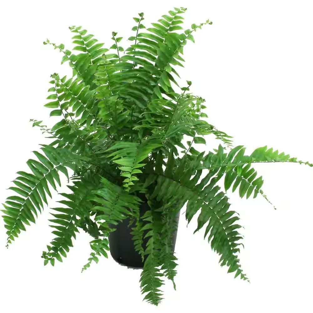 Macho Indoor/Outdoor Fern in 8.75 In. Grower Pot, Avg. Shipping Height 2-3 Ft. T