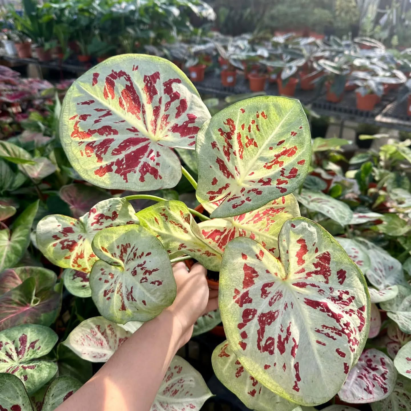 AUTHENTIC Caladium One World 1 bulbs