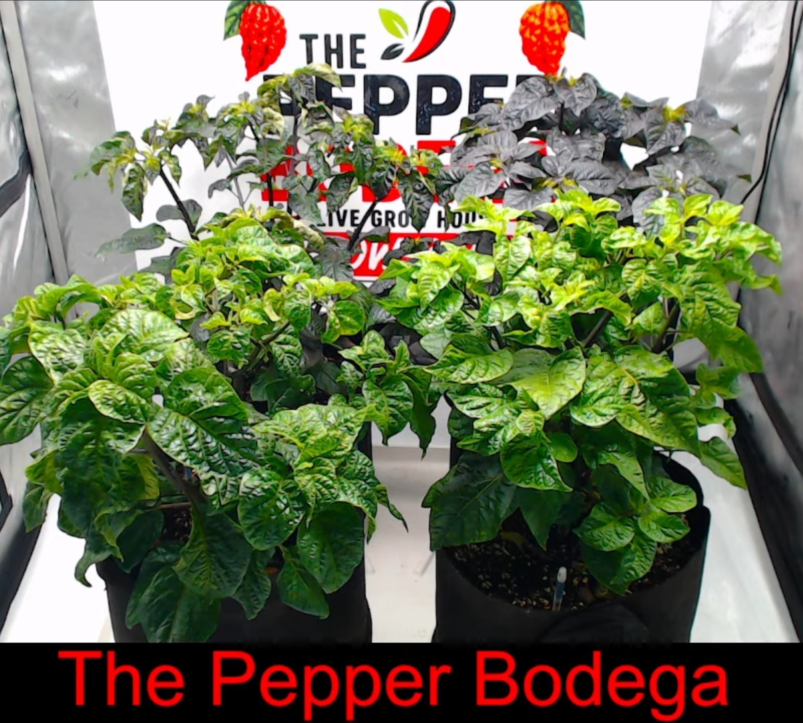 🌶️ Orange Carolina Reaper Pepper Seeds (10) | OPEN POLLINATED | Superhot