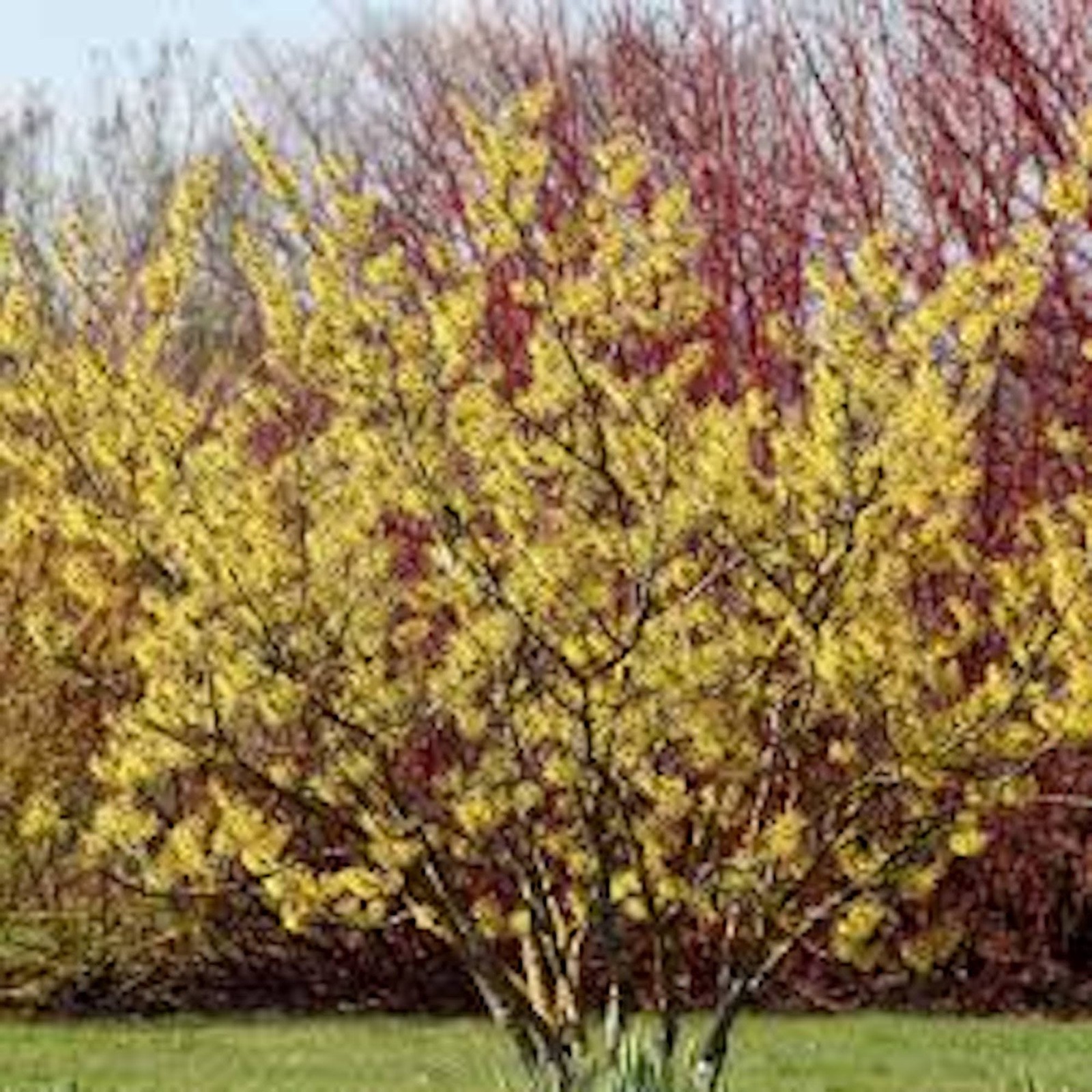 1 Witch Hazel Tree 12-24″ Tall Hamamelis virginiana Native Tree Bare Root