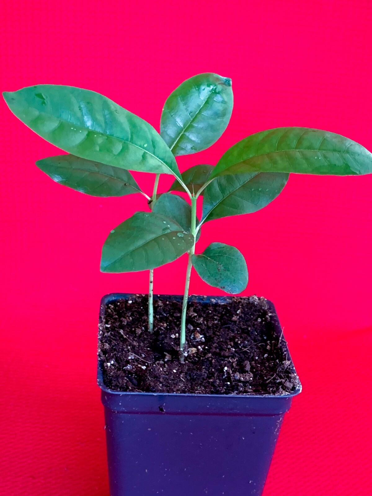 Blackberry Jam Fruit Randia Formosa Potted PLANT Tropical Tree Jasmin de Rosa