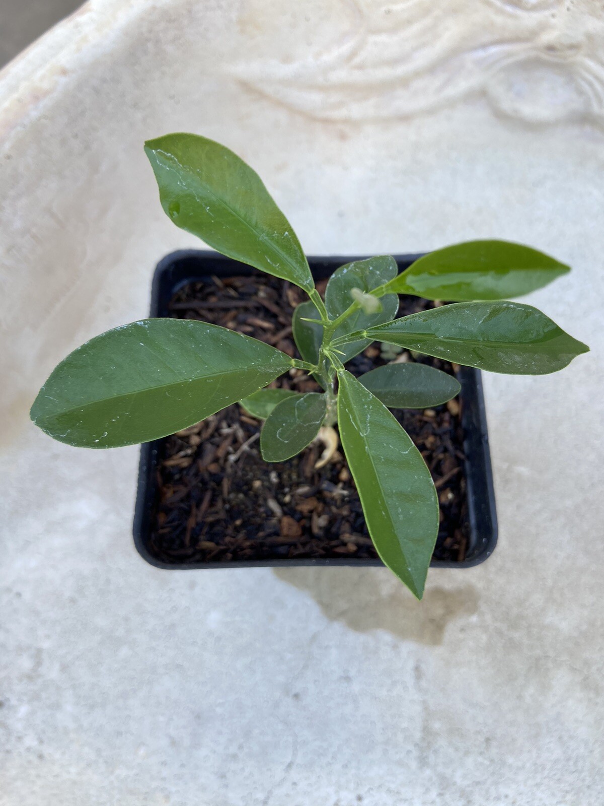 SWEET MEIWA KUMQUAT CITRUS TREE – 2”To 5”Seedlings – Live Plant -4”- Potted