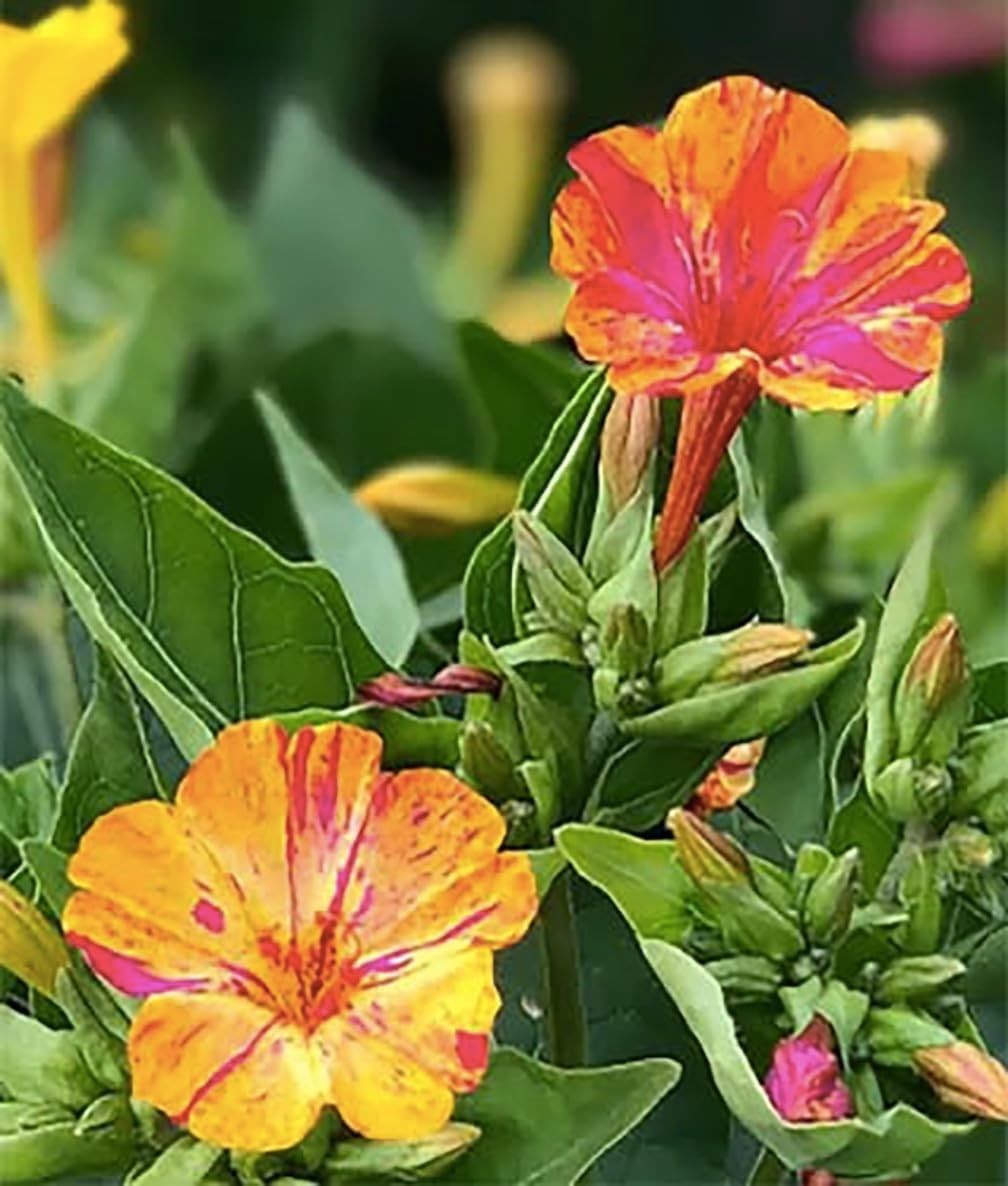 Tender Perennial Four O’Clock Seeds – Attract Pollinators in Your Garden