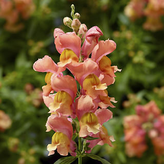 Snapdragon Snaptini Peach 2,000 seeds
