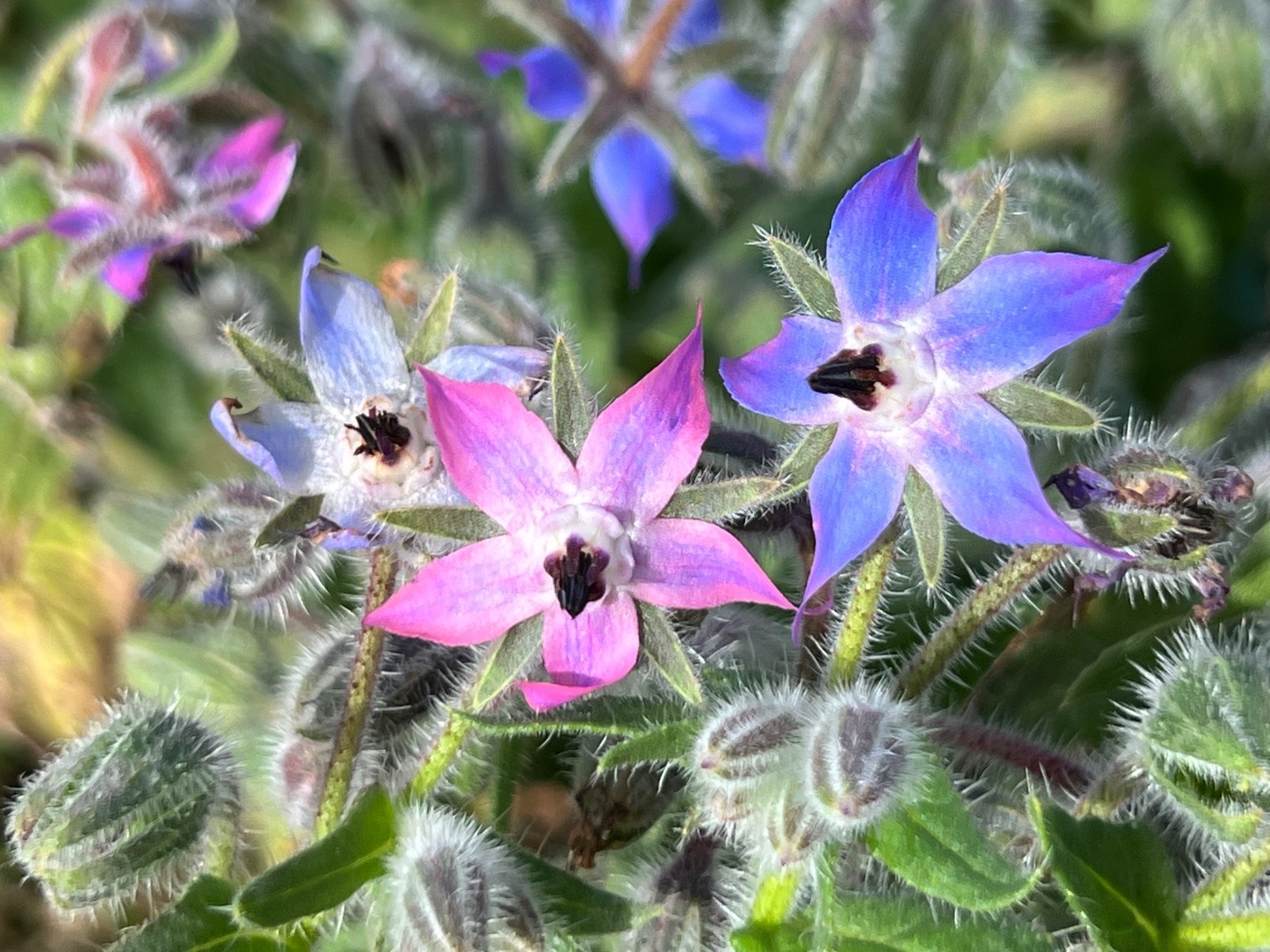 Borage 50 seeds