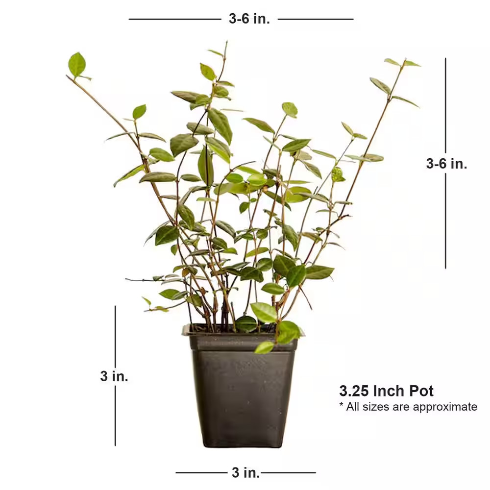Asiatic Jasmine 3 1/4 In. Pots (54-Pack) – Live Groundcover Plant