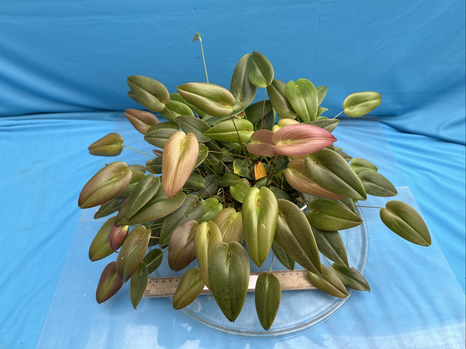 Pleurothallis palliolata Clamshell Orchid Species Cool Grower 9” Basket