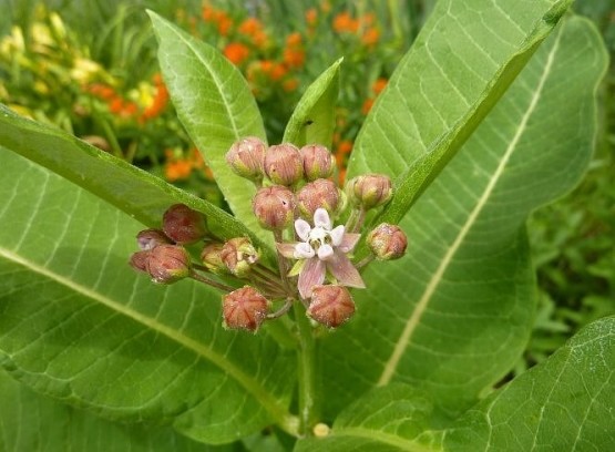 Common Milkweed 1 OZ 4000 seeds Asclepias syriaca native wildflower monarchs