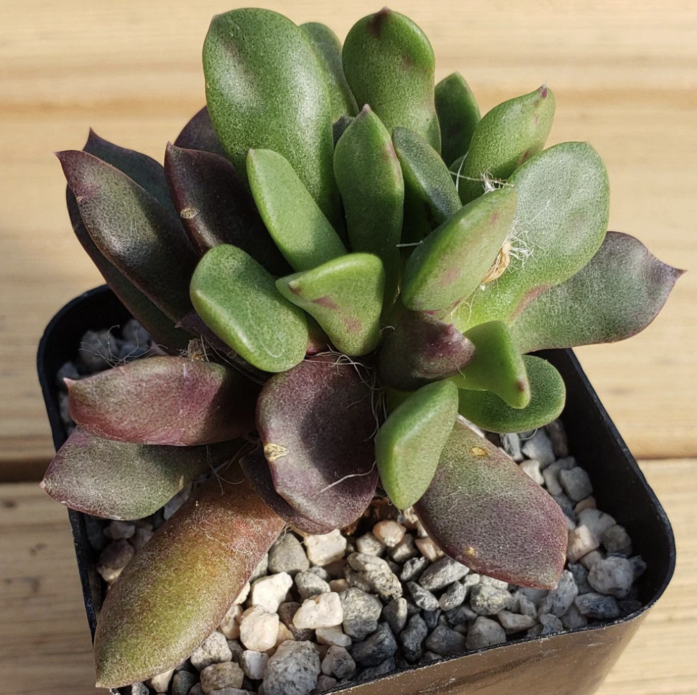 Sand Rose Succulent Anacampseros rufescens Live Plant 4″ Pot Pink Flower