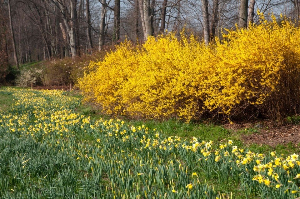 20 Forsythia Cuttings 5” Organic Unrooted Non-GMO