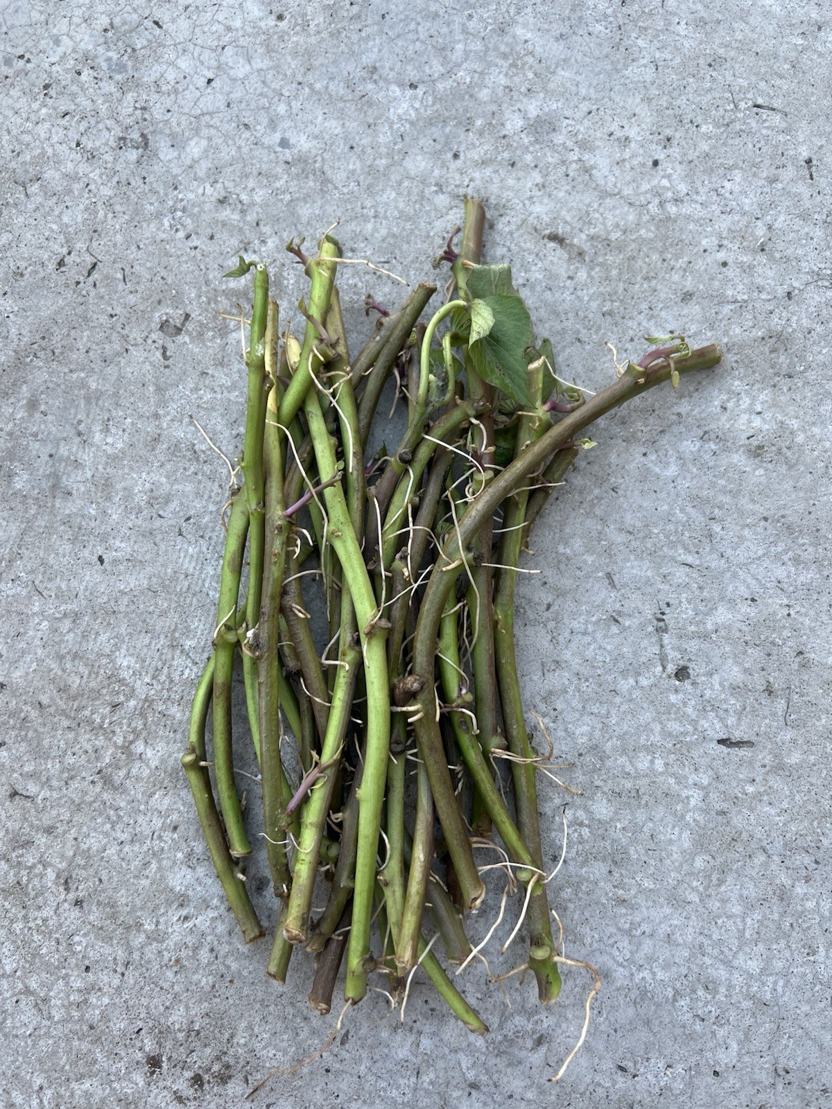 20 Slips Rooted Sweet Potato Slips Cutting Vines Ready To Plant