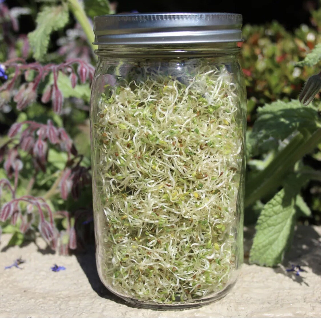 100 Alfalfa Sprout Seeds Medicago Sativa Organic Non gmo Usa Micro Greens Easy