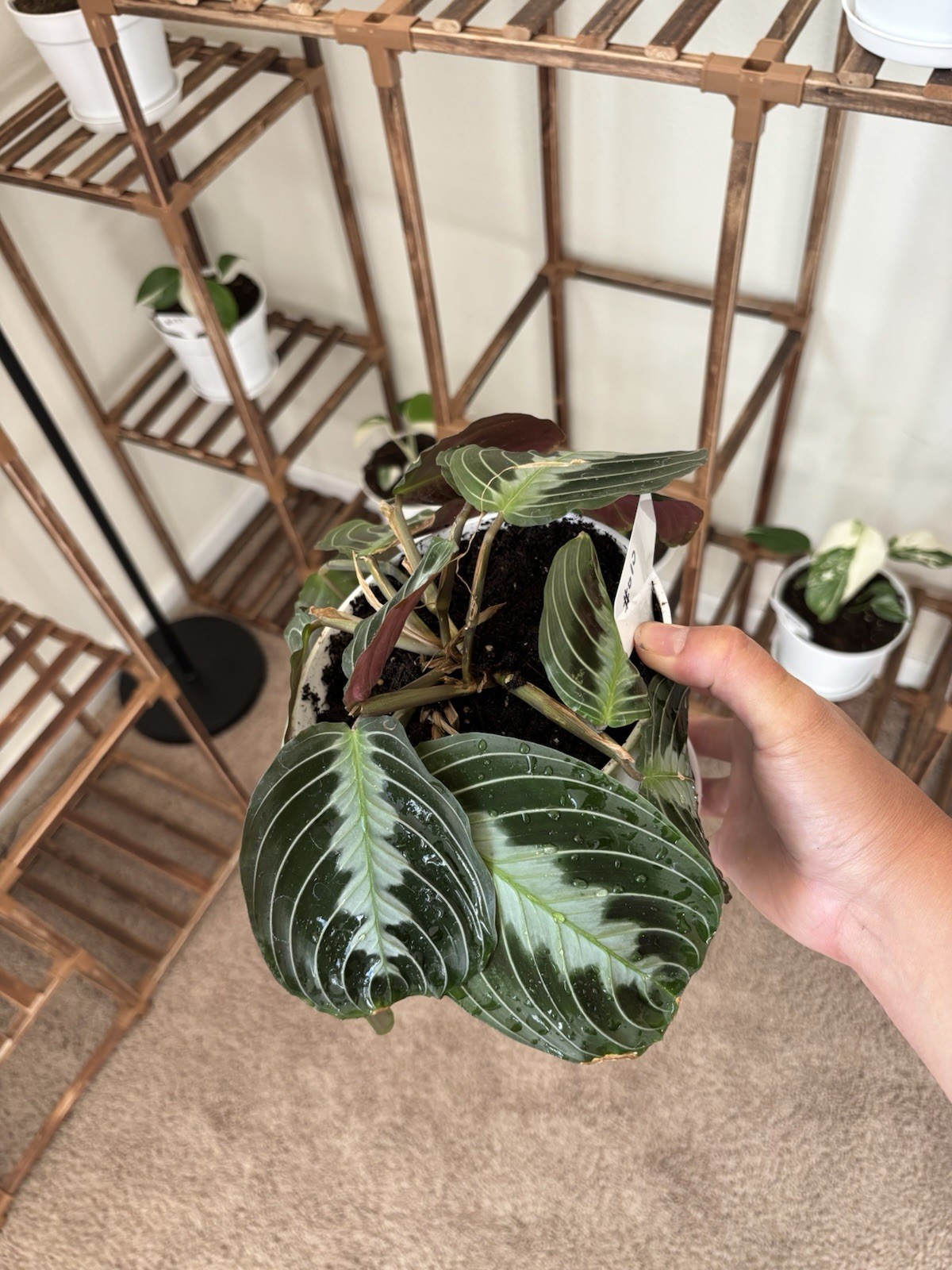 Marantha Black Prayer 6″ Pot Rare Exact Plant #010