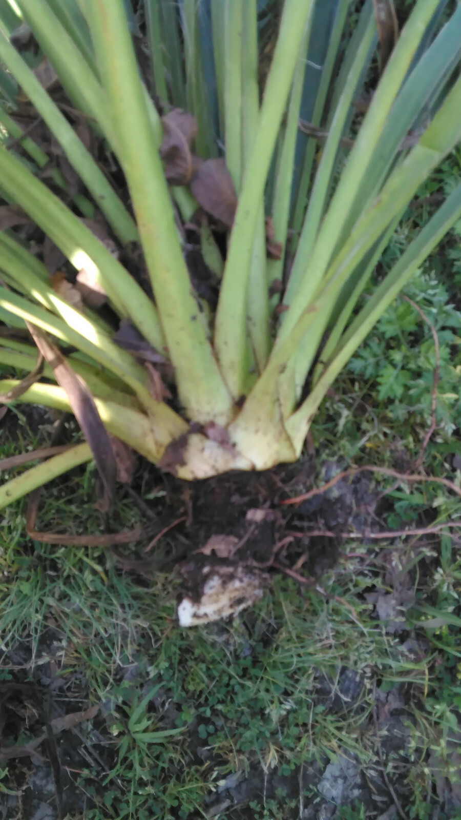 6 Adam’s Needle Yucca (Yucca Filamentosa) Bulbs/Rhizomes- Fresh & Ready To Plant