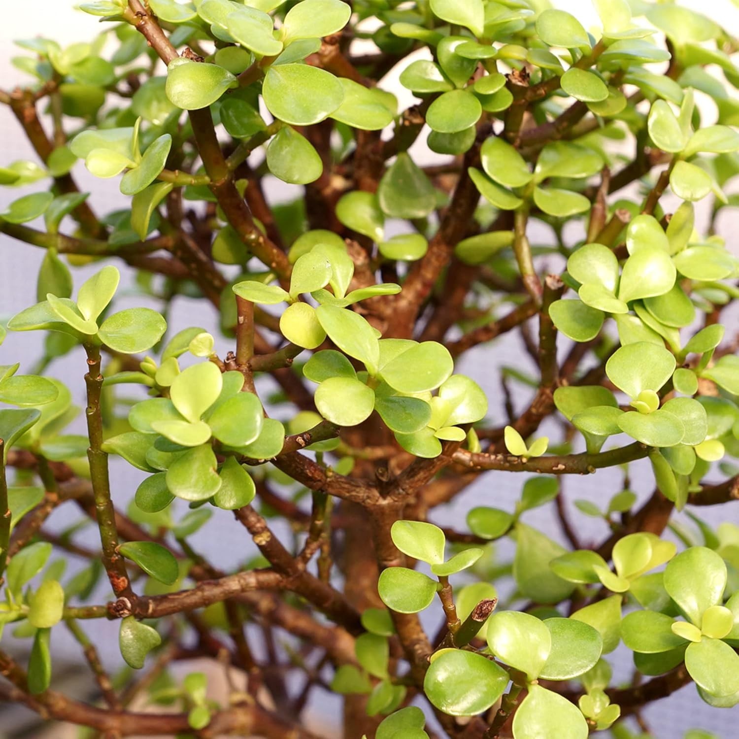 Elegant Dwarf Jade Bonsai in Zen Ceramic Pot – 3 , Low Maintenance Plant