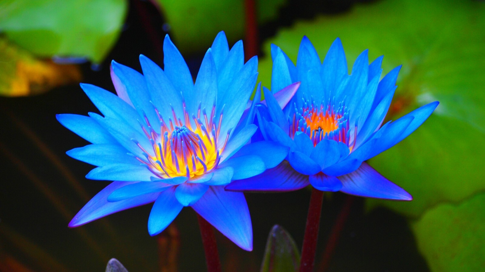 🌺🌺 LOTUS colorful water Lily Aquarium Plant seeds bulb Easy grow FS0-03 LOTUS