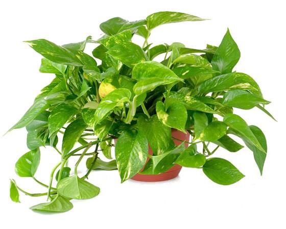 Golden Pothos, Epipremnum Aureum, House Plant – 5 Bare Roots Cuttings 4-6 inches