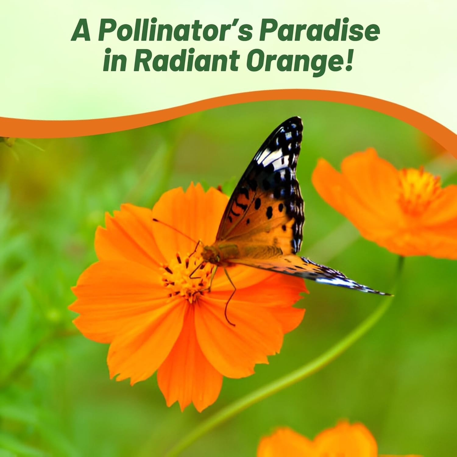 50 Seeds Drought Tolerant Cosmos Sulphureus Mandarin Orange Garden Flower