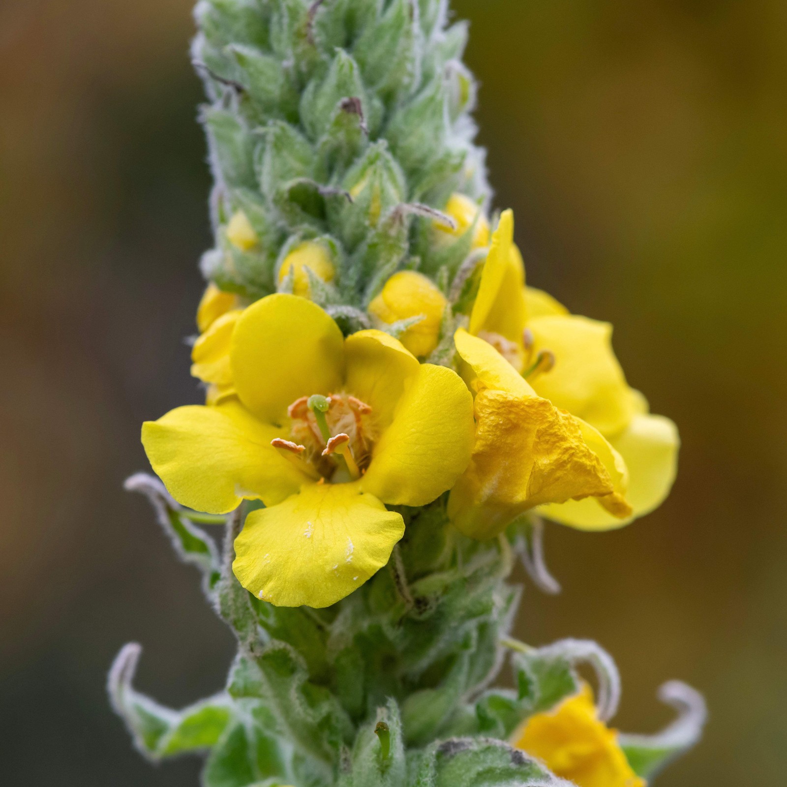 Common Mullein Seeds (Verbascum thapsus) ~Traditional Herb Pollinator Garden