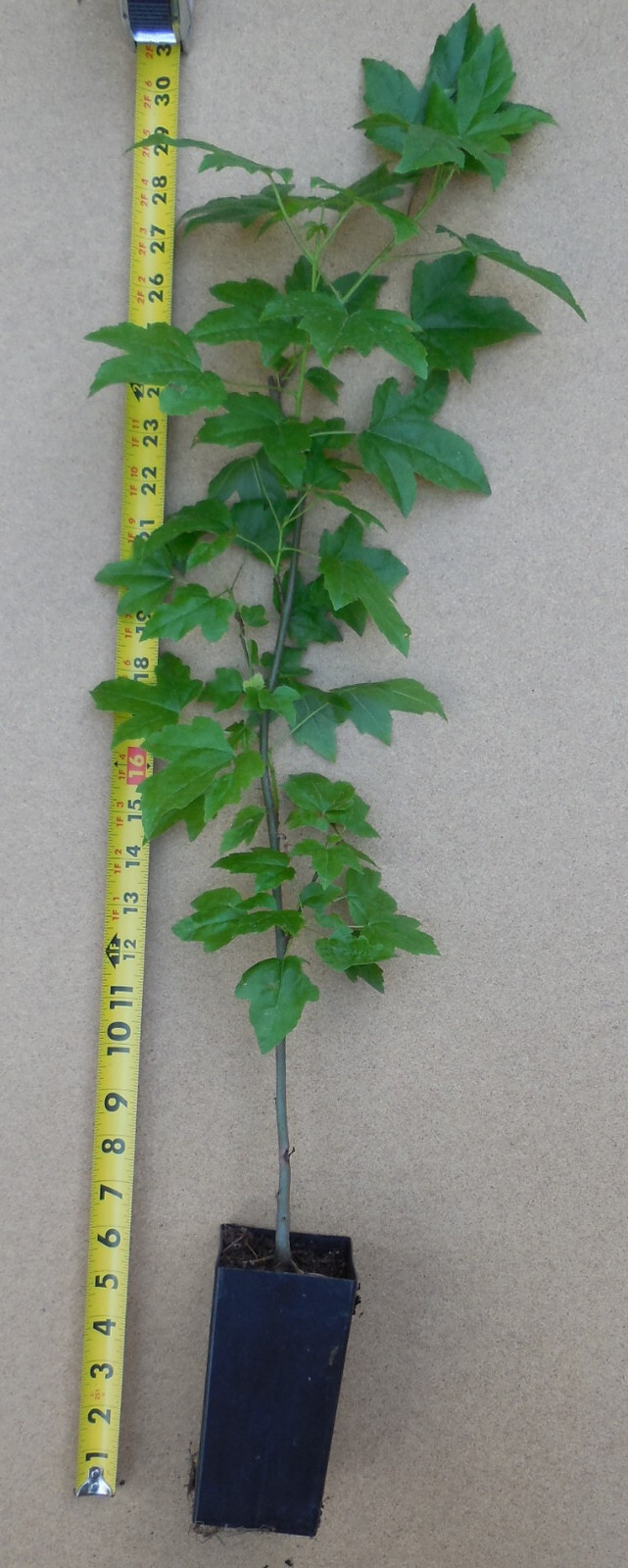 American Sweetgum Potted Plants- 20-28 Inch Tall (Liquidambar styraciflua)