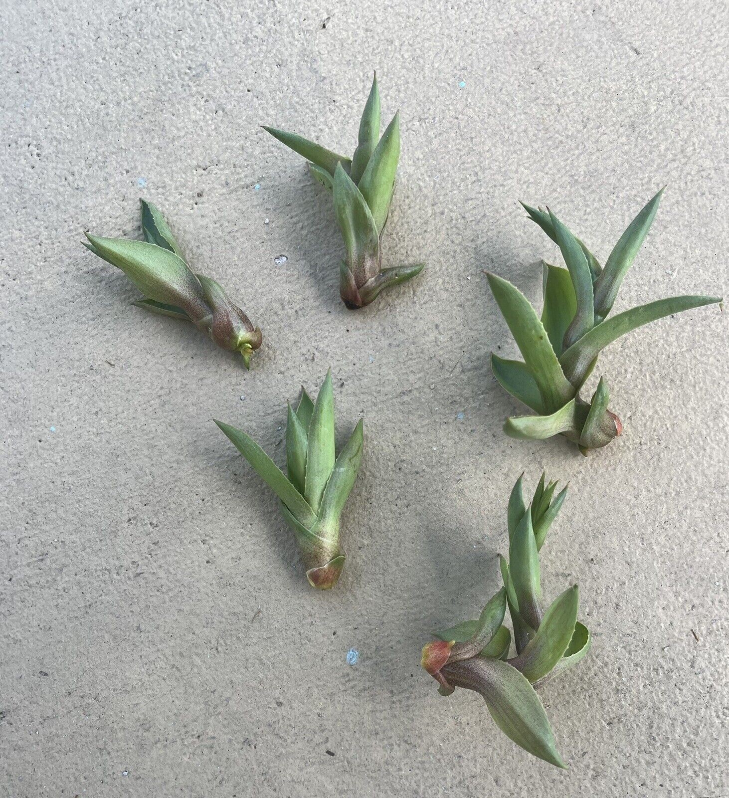 Agave desmettiana cactus Cacti Succulent real live plant (LOT OF 5)