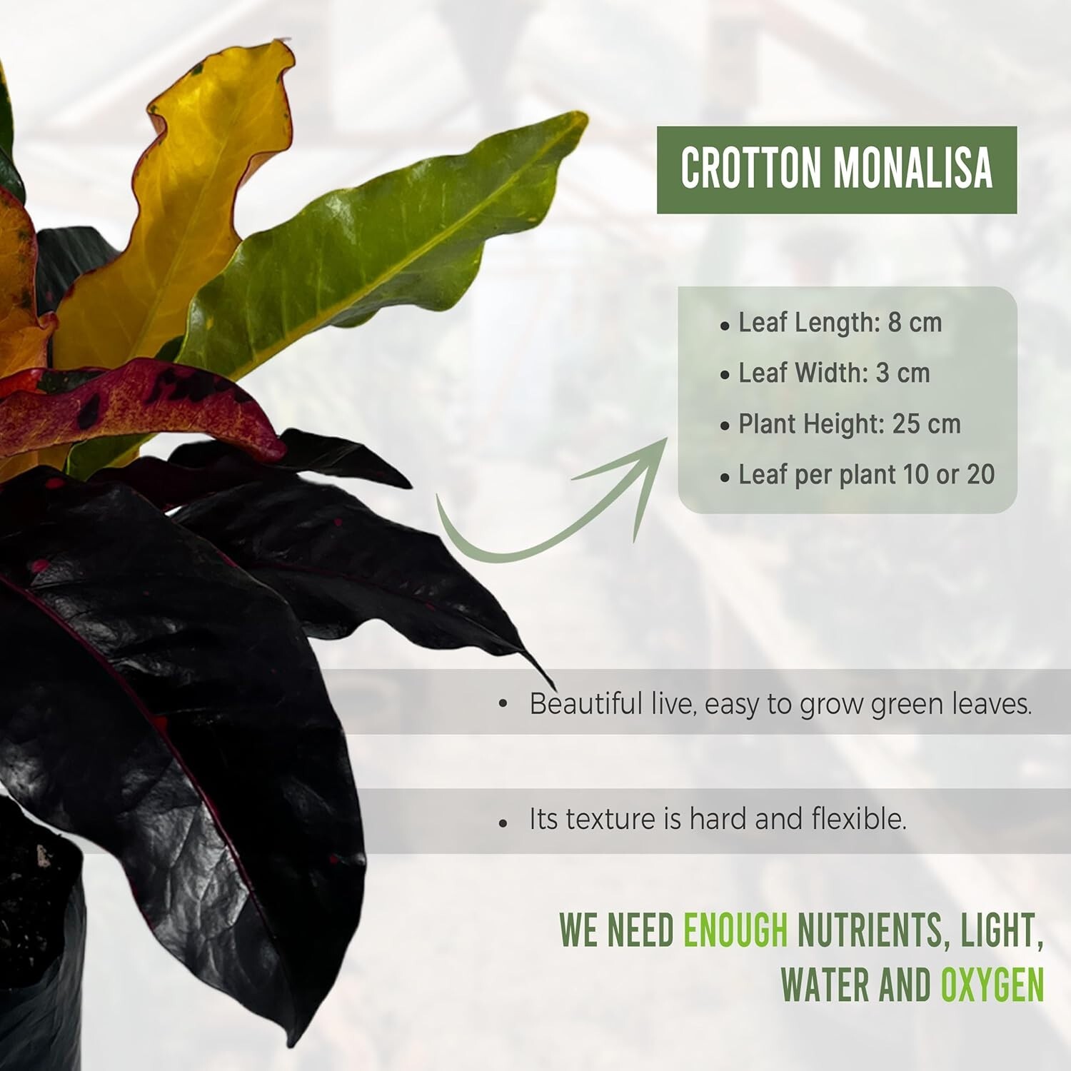 Crotton Monalisa (2pack) by LEAL PLANTS ECUADOR | Tropical Plant |Natural Décor