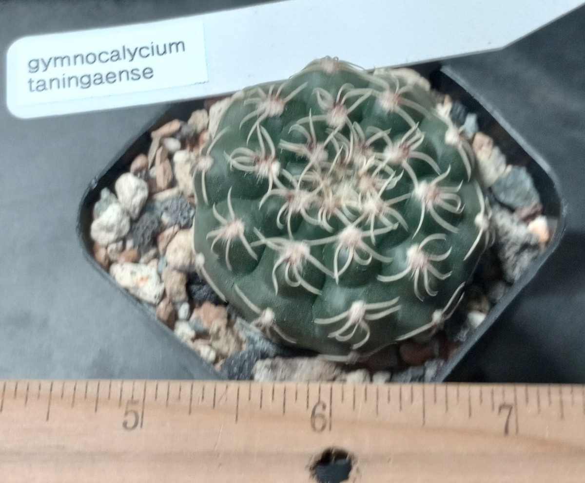 Gymnocalycium taningaence Compact Pancake Chin Cactus