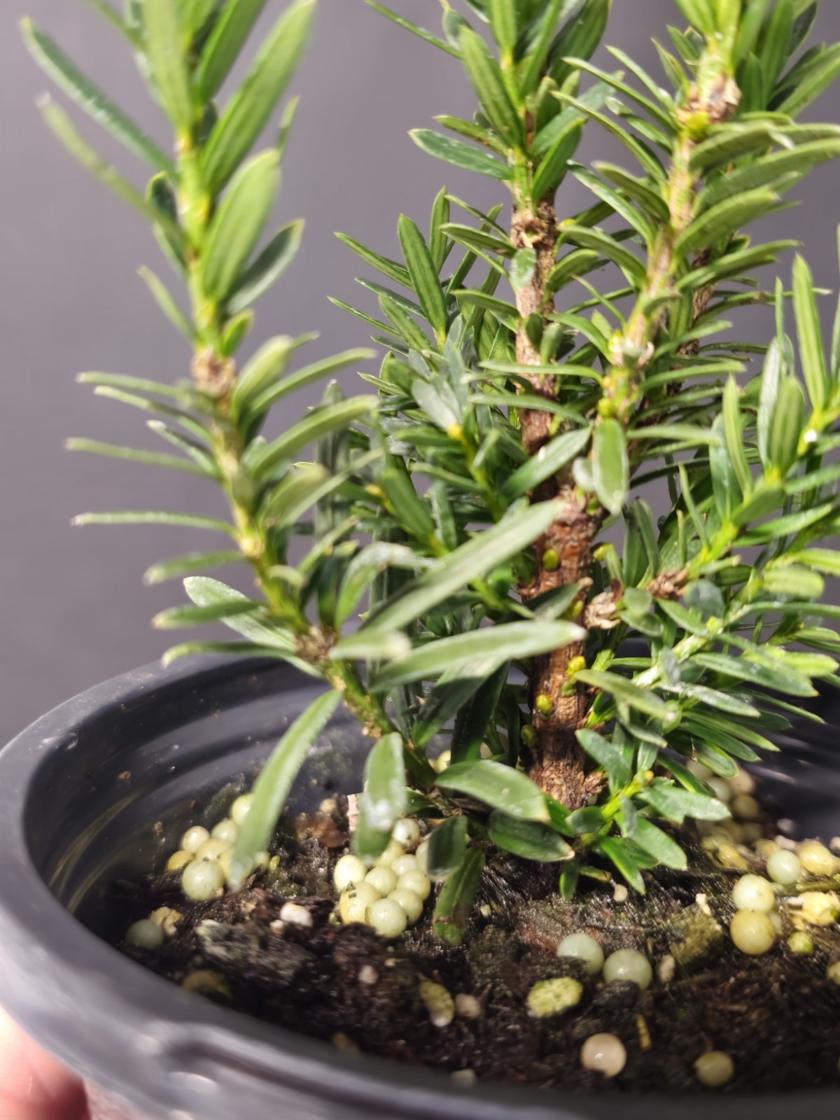 Japanese Yew Taxus Bonsai Prebonsai Starter In 4″ Plastic Pot