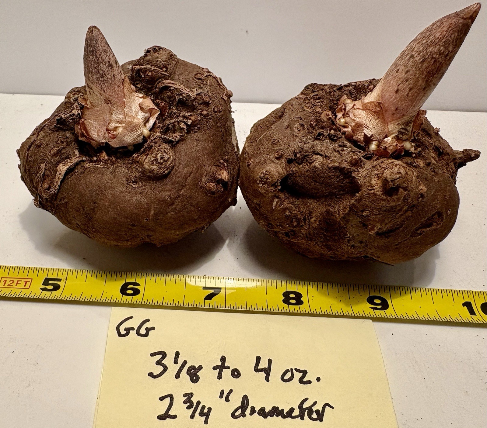 AMORPHOPHALLUS KONJAC ‘Gordon’s Gold’ 1 Dormant Bulb, (Voodoo Lily) Arisaema