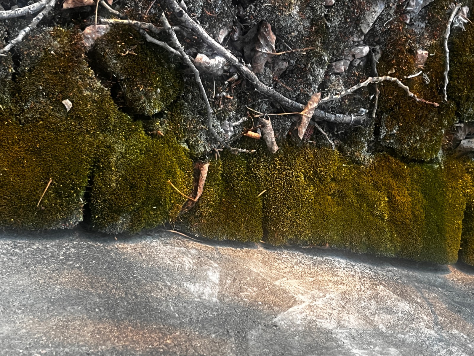 Live Silvergreen Bryum Moss 2×2 inches