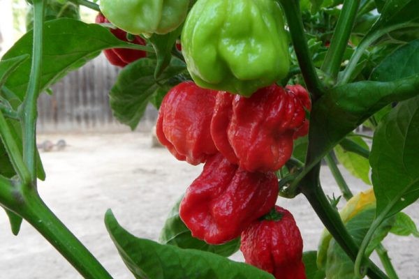 7 pot jonah hot pepper seeds 10 Seeds Free Shipping!