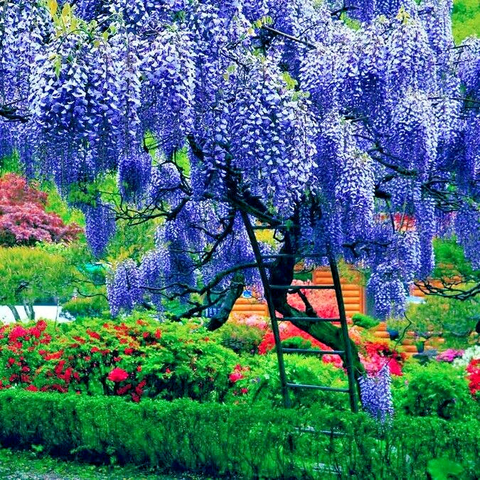 10 Chinese Blue Wisteria sinensis Tree Seeds Fast Flower Vine Hardy Bonsai Plant