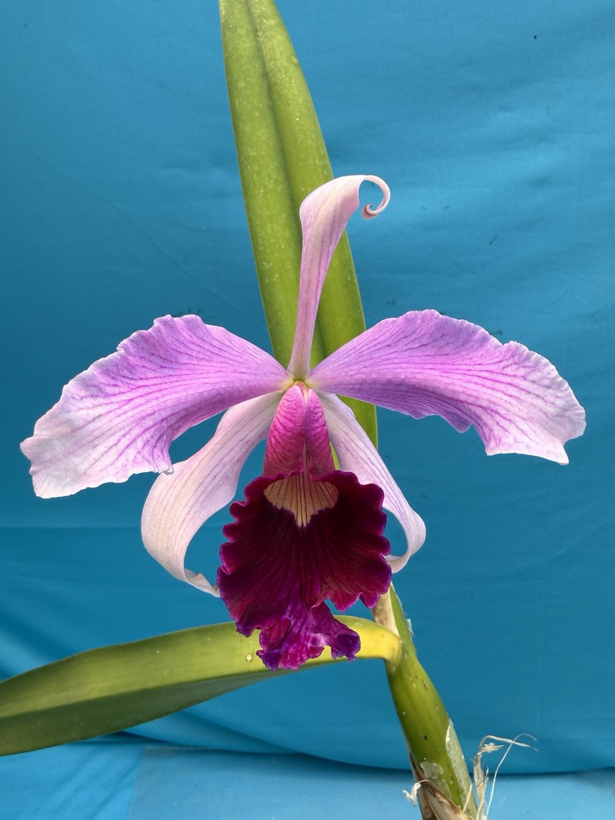 Cattleya purpurata gilbert X Atropurpurea Fragrant Orchid Species 4” Pot (CJ08)