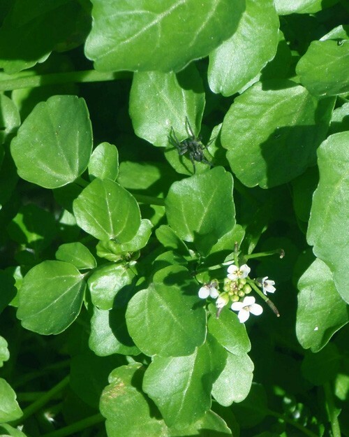 SALE Today ! 6 Varieties Of Pond Plants Marginal floating