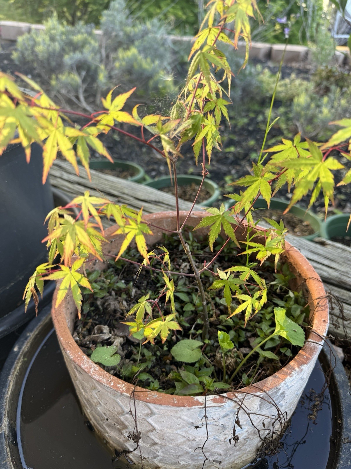 Two Japanese Maple Seedling 3 to 5 inches Ornamental Tree Sango kaku POTTED